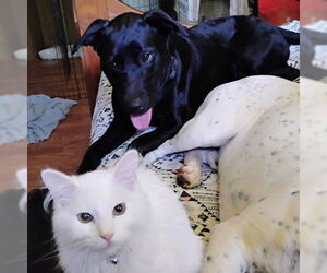 Labrador Retriever Dogs for adoption in Rutherfordton, NC, USA