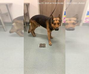 German Shepherd Dog Dogs for adoption in Baytown, TX, USA