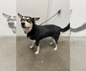 Huskies -Unknown Mix Dogs for adoption in Rosenberg, TX, USA