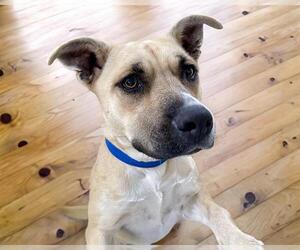 American Pit Bull Terrier-Unknown Mix Dogs for adoption in Tulsa, OK, USA