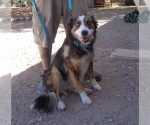Australian Shepherd Dogs for adoption in Golden Valley, AZ, USA