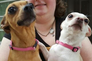 Chihuahua Dogs for adoption in DeLand, FL, USA