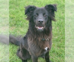 Border Collie-Unknown Mix Dogs for adoption in Fredericksburg, VA, USA