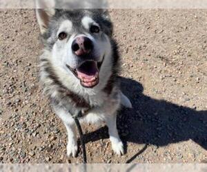 Alaskan Malamute Dogs for adoption in Brighton, CO, USA