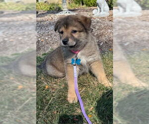 Collie-Unknown Mix Dogs for adoption in Plainfield, IL, USA