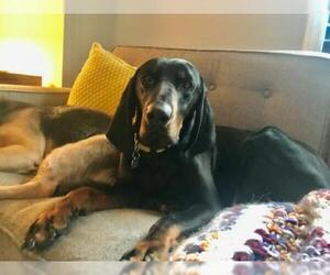 Black and Tan Coonhound Dogs for adoption in Boonton, NJ, USA
