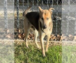 German Shepherd Dog-Unknown Mix Dogs for adoption in Riverside, CA, USA