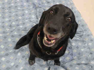 Medium Photo #1 Labrador Retriever Puppy For Sale in Bowling Green, OH, USA