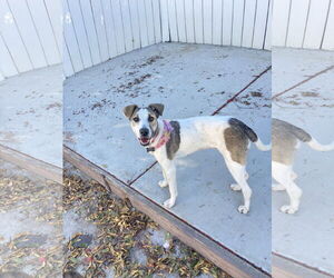 Greyhound-Whippet Mix Dogs for adoption in San Diego, CA, USA