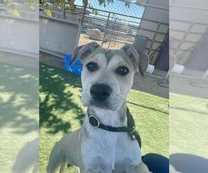 Siberian Husky-Staffordshire Bull Terrier Mix Dogs for adoption in HESPERIA, CA, USA