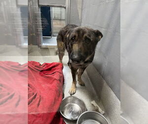 German Shepherd Dog Dogs for adoption in Alameda, CA, USA