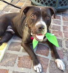 Bullboxer Pit Dogs for adoption in Mission viejo, CA, USA