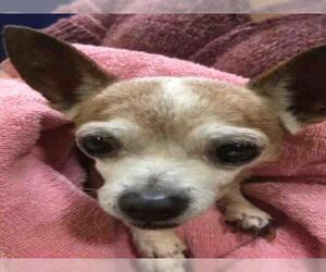 Chihuahua Dogs for adoption in Georgetown, TX, USA