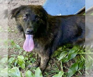 Mutt Dogs for adoption in Spring Lake, NC, USA