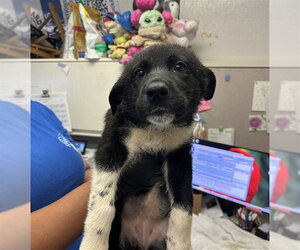 German Shepherd Dog-Unknown Mix Dogs for adoption in Stockton, CA, USA