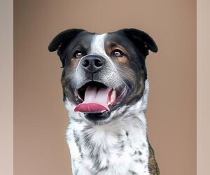 German Shepherd Dog-Pointer Mix Dogs for adoption in Pasadena, CA, USA