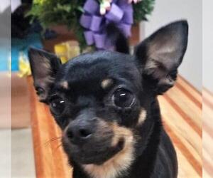 Chihuahua-Unknown Mix Dogs for adoption in Point Pleasant, PA, USA