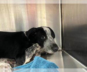 Mutt Dogs for adoption in Grand Prairie, TX, USA