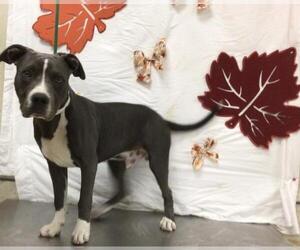American Pit Bull Terrier Dogs for adoption in Riverside, CA, USA