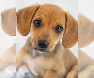 Beagle-Unknown Mix Dogs for adoption in Kennesaw, GA, USA