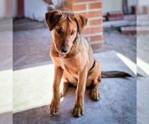 Mutt Dogs for adoption in Vail, AZ, USA