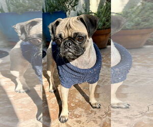 Pug Dogs for adoption in Mission Viejo, CA, USA