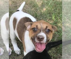 Shepradors Dogs for adoption in Alexandria, VA, USA