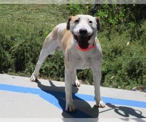 Bull Terrier-Unknown Mix Dogs for adoption in Orange, CA, USA