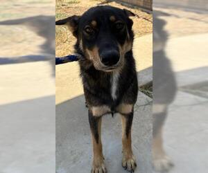 German Shepherd Dog Dogs for adoption in Bakersfield, CA, USA