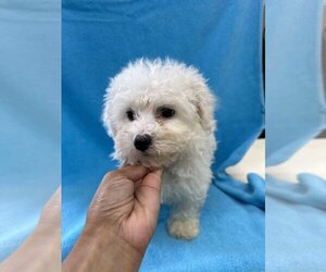 Bichon Frise Dogs for adoption in Lakewood, CO, USA