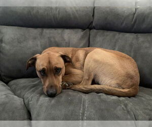 Plott Hound-Unknown Mix Dogs for adoption in Ogden, UT, USA