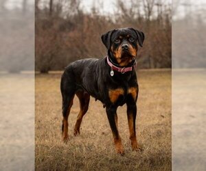 Rottweiler Dogs for adoption in Forestville, MD, USA