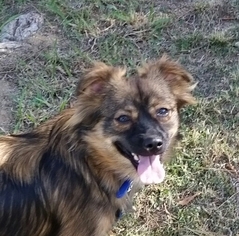 Pomeranian-Unknown Mix Dogs for adoption in Fresno, CA, USA