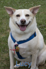 Collie Dogs for adoption in Mason, MI, USA