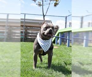 American Pit Bull Terrier Dogs for adoption in Bakersfield, CA, USA