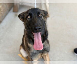 Mutt Dogs for adoption in Tulsa, OK, USA