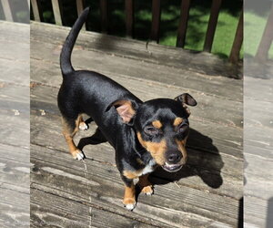 Mutt Dogs for adoption in Brooklyn Center, MN, USA