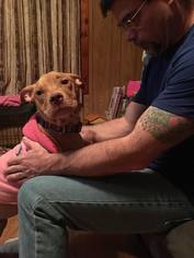 Mutt Dogs for adoption in Runnemede, NJ, USA