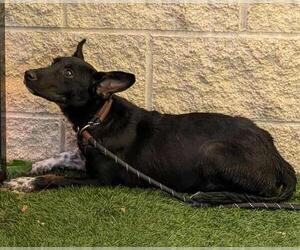 Mutt Dogs for adoption in Rockwall, TX, USA