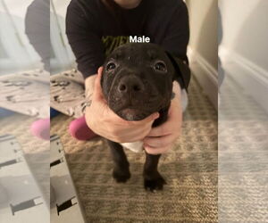 Staffordshire Bull Terrier-Unknown Mix Dogs for adoption in Holly Springs, NC, USA