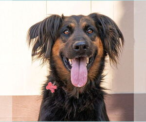 German Shepherd Dog-Unknown Mix Dogs for adoption in Lake Forest, CA, USA