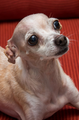Small Chihuahua-Greyhound Mix