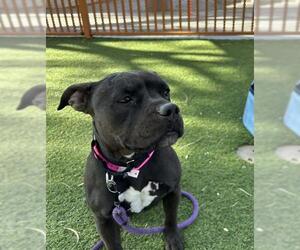 Mutt Dogs for adoption in Las Vegas, NV, USA