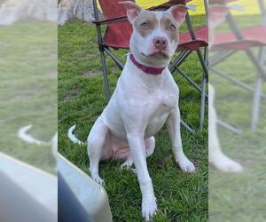 American Staffordshire Terrier Dogs for adoption in San Antonio, TX, USA