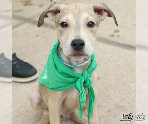 Retriever -Unknown Mix Dogs for adoption in Washington, DC, USA