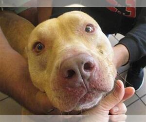 American Pit Bull Terrier Dogs for adoption in Ocala, FL, USA