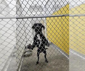 Labrador Retriever-Unknown Mix Dogs for adoption in Temple, TX, USA