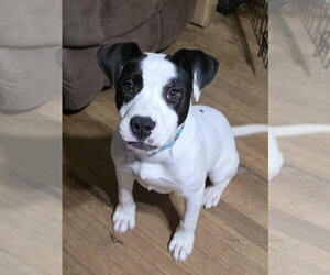 Mutt Dogs for adoption in Boston, MA, USA