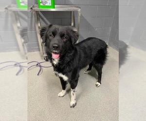 Collie-Unknown Mix Dogs for adoption in Randleman, NC, USA