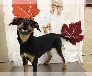 Labrador Retriever-Unknown Mix Dogs for adoption in Riverside, CA, USA